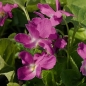 Mobile Preview: Viola odorata 'Red Charm' - Duftveilchen